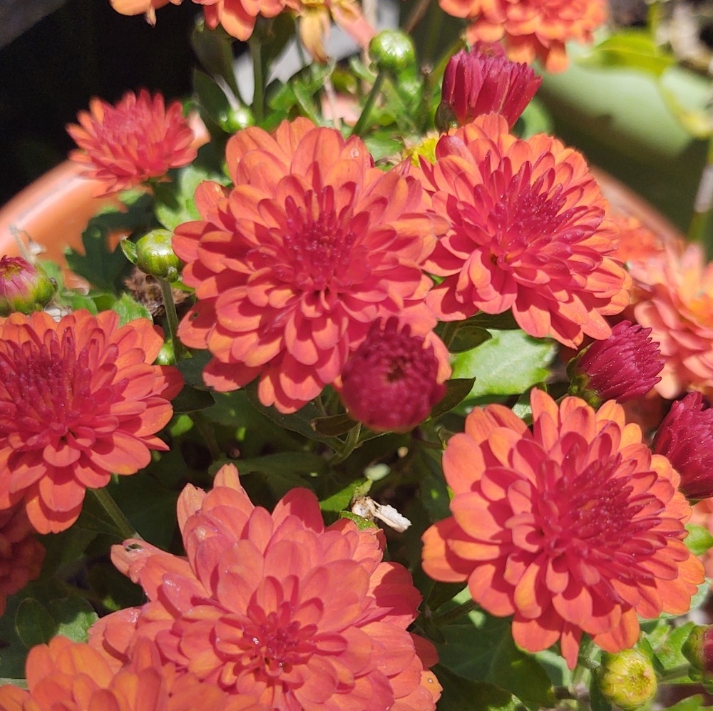 Meet your Posher, C.